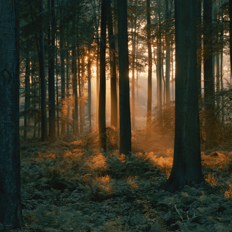 Meditativer Waldspaziergang bei Abendlicht