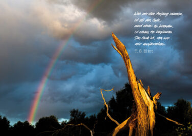 Das Abendlich strahlt einen Baumstumpf an, im Hintergrund bedrohliche Wolken und ein Regenbogen