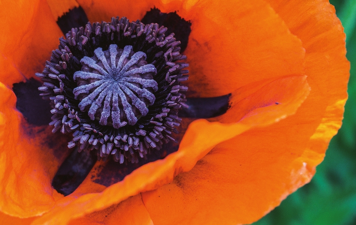 Nahaufnahme einer orangefarbenen Blüte