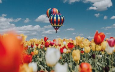 Zwei bunte Heißluftballons schweben über einem Tulpenfeld